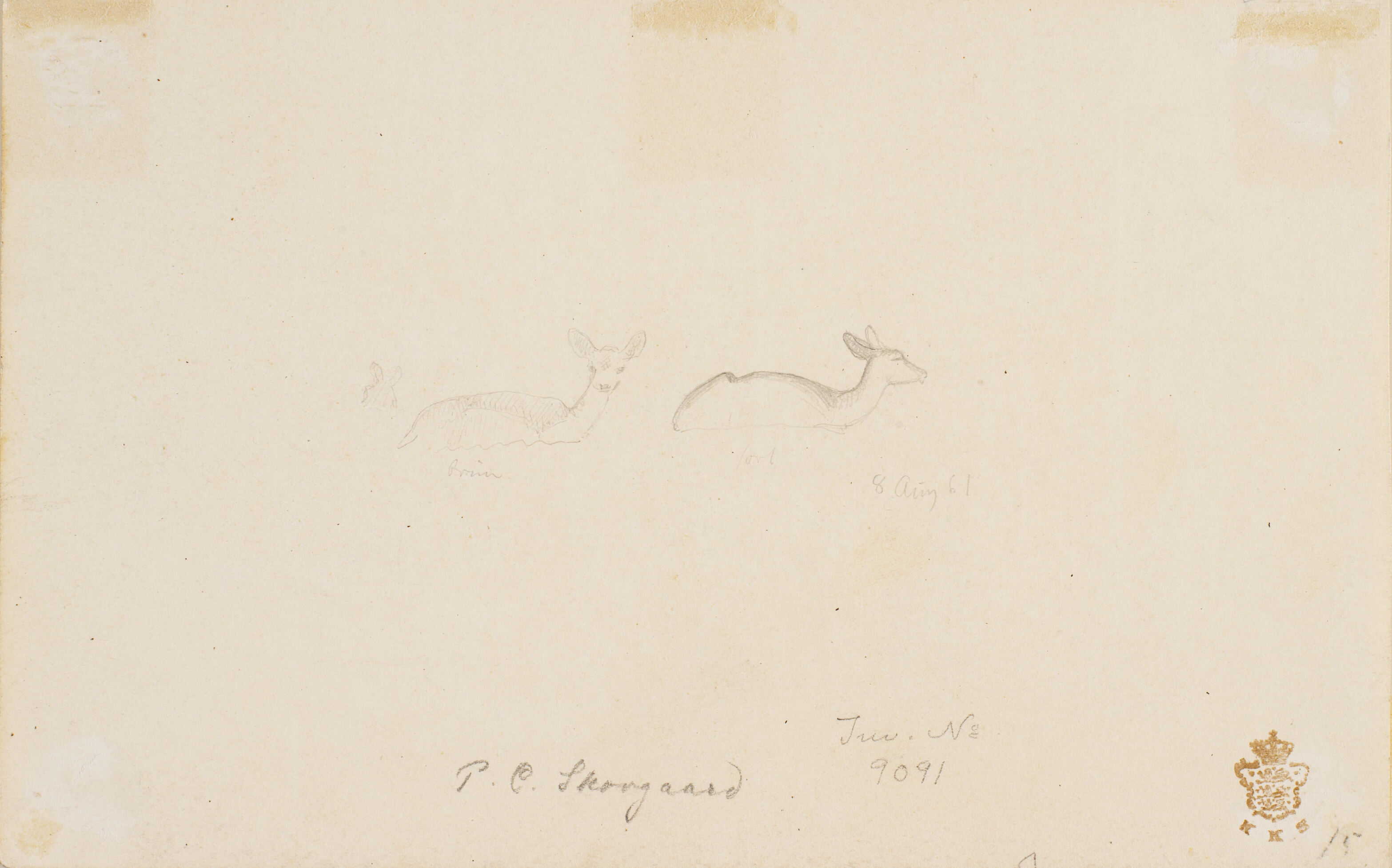 Rids af to liggende dådyr.